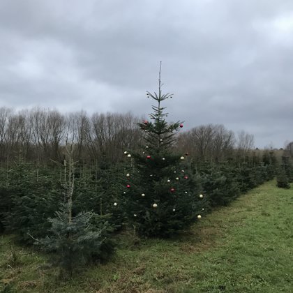 Ihr Baum wartet auf Sie...