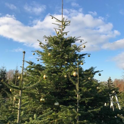 Oh Tannenbaum, oh Tannenbaum...