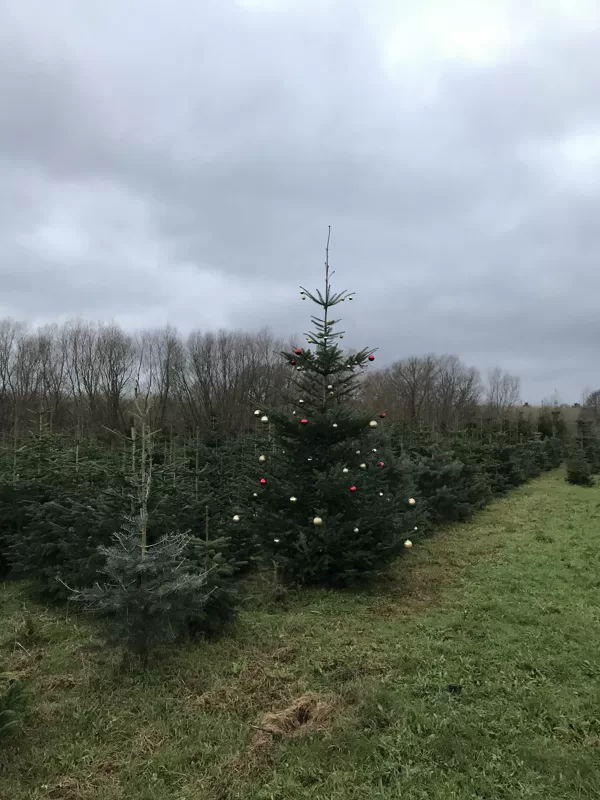 Ihr Baum wartet auf Sie...