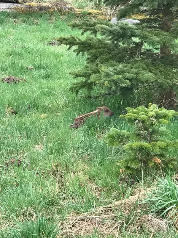 Tierischer Besuch