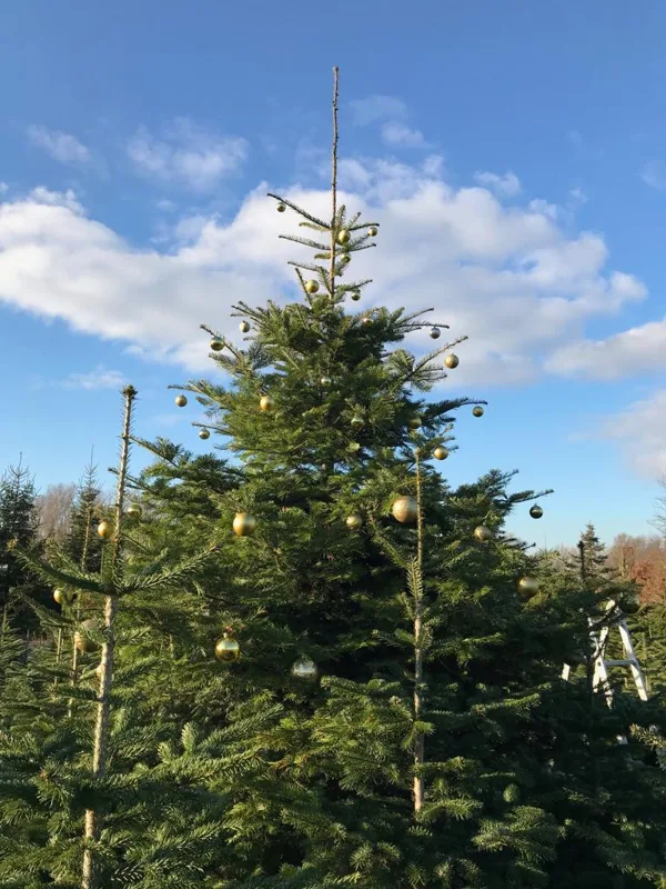 Oh Tannenbaum, oh Tannenbaum...